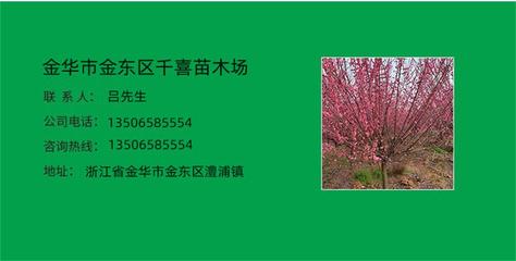 工程苗园林绿化求购的茶花树 冠幅P200cm多种规格 千喜苗木有售