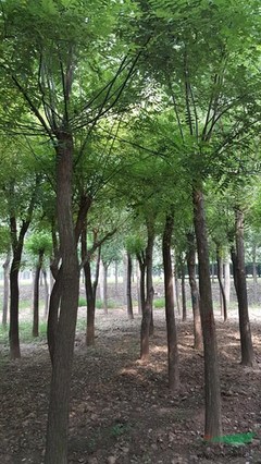 3公分红叶李价格北海道 国槐伊犁州振海绿化苗木种植基地